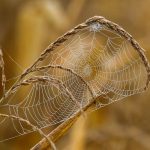 Essential Web Developer Resume Template: Stand Out in the UK Job Market