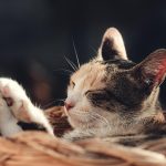 Navigating Your Career Path: The Ultimate Content Manager Roadmap for Success