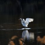 Essential Emergency Planner Resume Template: Stand Out in Your Job Search