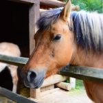 Crafting an Impressive Claims Adjuster Cover Letter: Essential Tips for Success