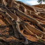 Navigating Your Career Path as an Estate Manager: Essential Roadmaps for Success