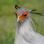 Essential Interview Tips for Aspiring Company Secretaries: Your Ultimate Guide