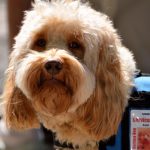 Navigating Your Career Path: A Comprehensive Guide to Becoming a Disability Support Worker in the UK