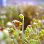 Essential Interview Guides for Aspiring Dietetic Assistants: Tips and Strategies for Success