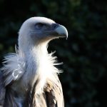 Essential Interview Guides for Conservators: Tips and Techniques for Success