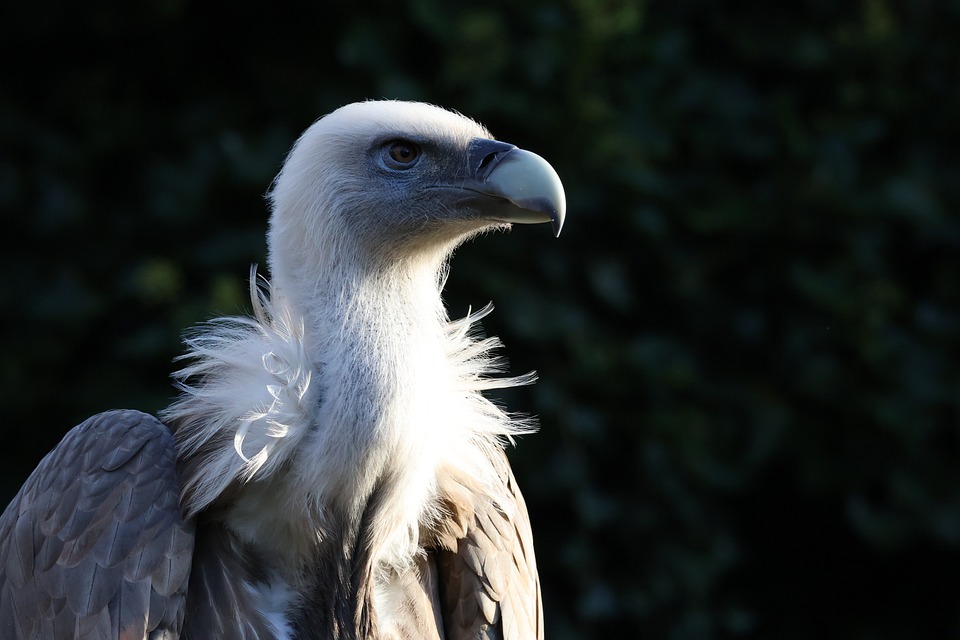 Essential Interview Guides for Conservators: Tips and Techniques for Success