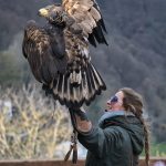 Essential Resume Template for Insurance Claims Handlers: Stand Out in Your Job Application