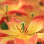 Essential Interview Guide for Nursery Managers: Tips and Strategies for Success