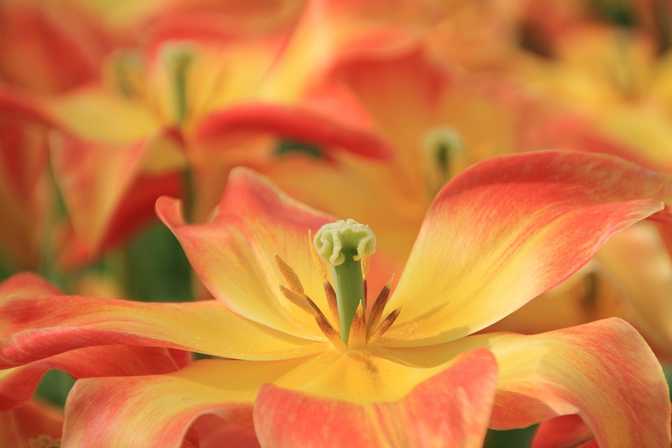 Essential Interview Guide for Nursery Managers: Tips and Strategies for Success