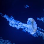 Crafting an Impressive Marine Engineer Cover Letter: Tips and Examples for UK Applicants