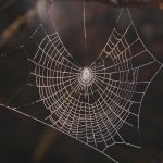 Navigating Your Career Path as a Network Technician: Essential Roadmaps for Success