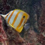 Essential Tree Surgeon CV Template: Stand Out in the Arboriculture Industry