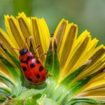 Navigating Your Career Path as a Pest Control Technician: A Comprehensive Guide to Success