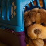 Essential Interview Guide for Aspiring Veterinary Surgeons: Tips and Strategies for Success