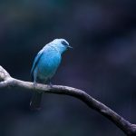 Navigating Your Career Path: Essential Roadmaps for Aspiring Wildlife Conservationists