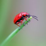 How to Write an Impressive Cover Letter for a Pest Control Technician Position: Tips and Examples