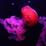 Essential Life Coach Interview Guides: Unlocking Success in Your Coaching Career