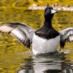 How to Craft an Impressive Cover Letter for a Pension Consultant Position: Tips and Examples