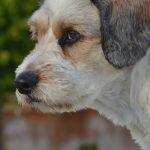 Essential Veterinary Surgeon CV Template: Crafting the Perfect Resume for Success