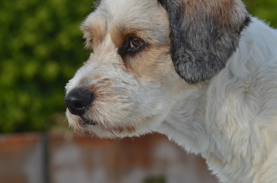 Essential Veterinary Surgeon CV Template: Crafting the Perfect Resume for Success