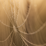 Navigating Your Career Path: Essential Roadmaps for Aspiring Web Project Managers