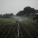 Essential Sustainability Consultant CV Template: Stand Out in the Green Job Market