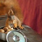 Career Roadmaps for Welfare Rights Advisers: Navigating Your Path to Success in the UK