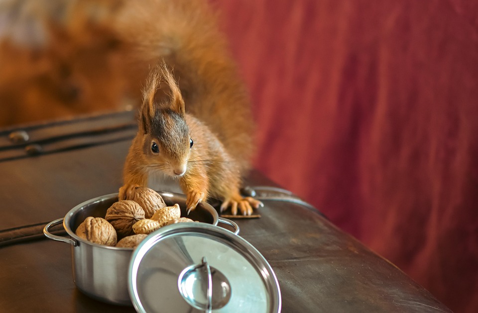 Career Roadmaps for Welfare Rights Advisers: Navigating Your Path to Success in the UK