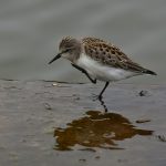 Navigating Your Career Path: A Comprehensive Guide to Management Accountant Roadmaps