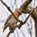Exploring Career Roadmaps for Park Rangers: Your Guide to a Fulfilling Outdoor Profession