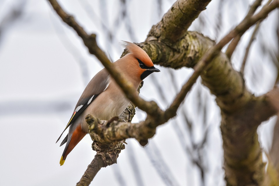 Exploring Career Roadmaps for Park Rangers: Your Guide to a Fulfilling Outdoor Profession