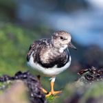 Exploring Career Roadmaps for Interpreters: A Comprehensive Guide to Success in the UK