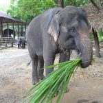 Navigating Your Carer Career Roadmap: Essential Steps to Success in the UK