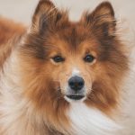 Navigating a Successful Career Roadmap as a Dog Groomer: Essential Tips and Insights