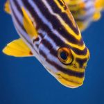 Navigating Your Career Path as a Marine Biologist: Essential Roadmaps for Aspiring Professionals