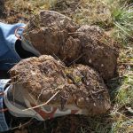 Navigating Your Career Path: Essential Landscaper Career Roadmaps for Success