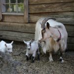 Navigating Your Nanny Career: Essential Roadmaps for Success in Childcare