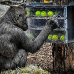 Ultimate Employment Advisor Resume Template: Stand Out in Your Job Search