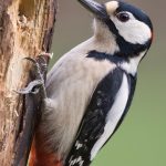 Crafting a Compelling Cover Letter for Wildlife Conservationist Roles: A Guide for Aspiring Environmentalists