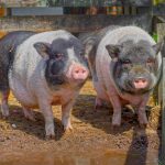 Crafting an Impactful Cover Letter for a Welfare Rights Adviser Role: Tips and Examples