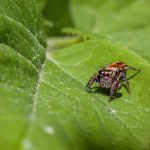 Ultimate Interview Guide for Pest Control Technicians: Tips and Questions for Success