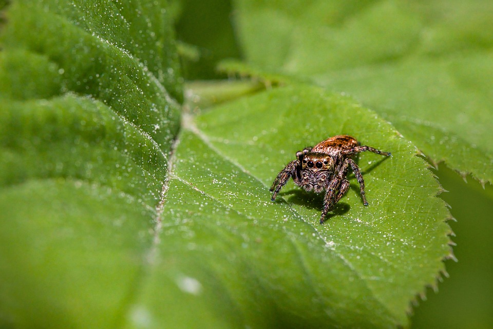 Ultimate Interview Guide for Pest Control Technicians: Tips and Questions for Success