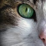 Essential Interview Guide for Pet Sitters: Top Tips to Secure Your Ideal Role