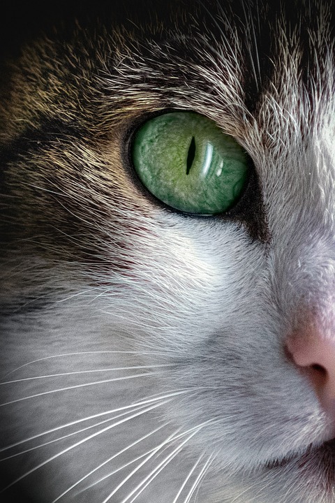 Essential Interview Guide for Pet Sitters: Top Tips to Secure Your Ideal Role
