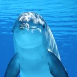 Crafting an Impressive Cover Letter for Marine Biologist Positions: Tips and Examples