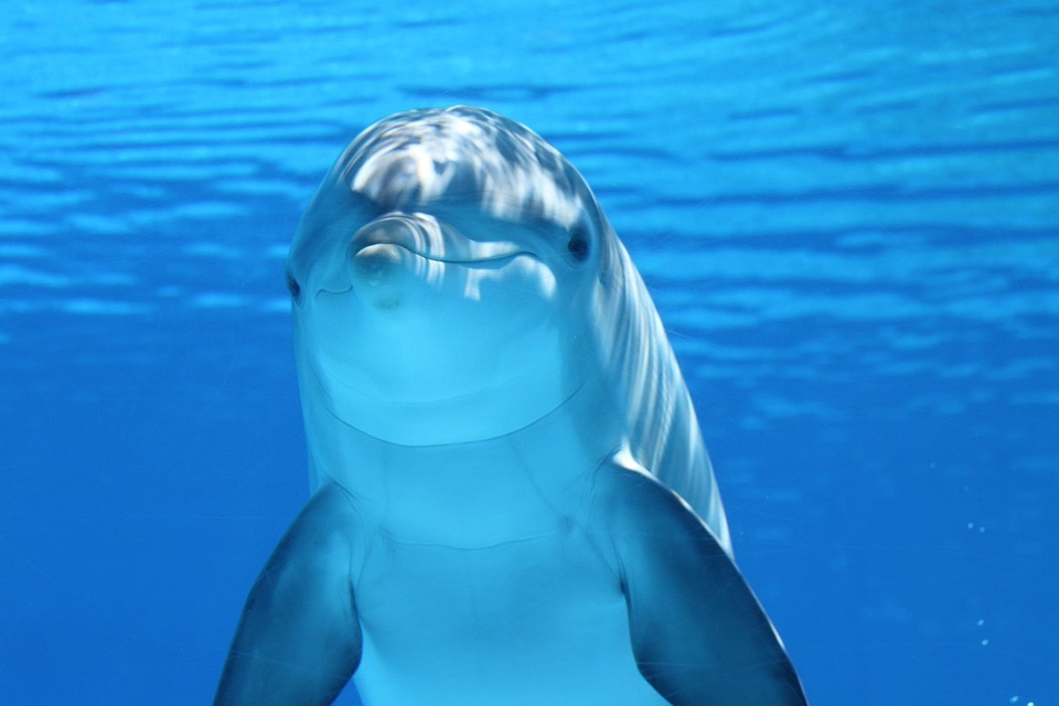 Crafting an Impressive Cover Letter for Marine Biologist Positions: Tips and Examples