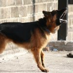 Navigating a Career in Security: Essential Roadmaps for Aspiring Security Guards in the UK