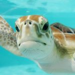 Essential Marine Biologist Interview Tips: Your Ultimate Guide to Success