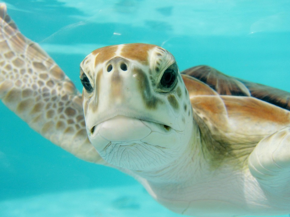 Essential Marine Biologist Interview Tips: Your Ultimate Guide to Success